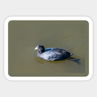 Swimming American Coot Sticker